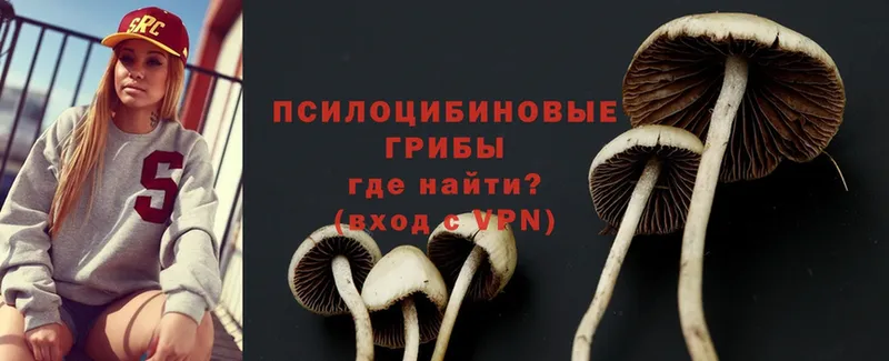 купить наркотики цена  Шилка  Галлюциногенные грибы Psilocybe 